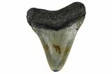 Juvenile Megalodon Tooth - North Carolina #172648-1